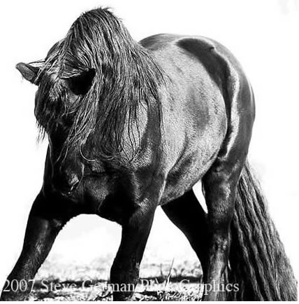 Photograph of Black Crest Friesian taken by Steve German