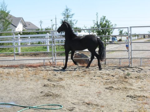Zanie
