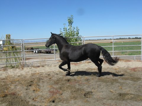 Zanie