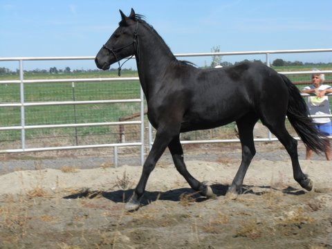 Zanie