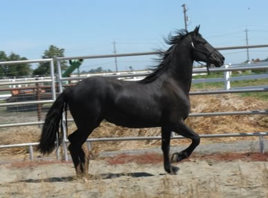 Zanie