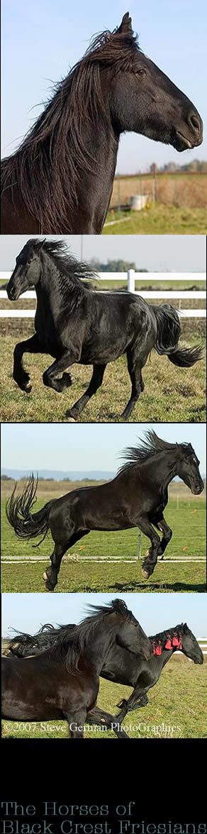 The Horses of Black Crest Friesians